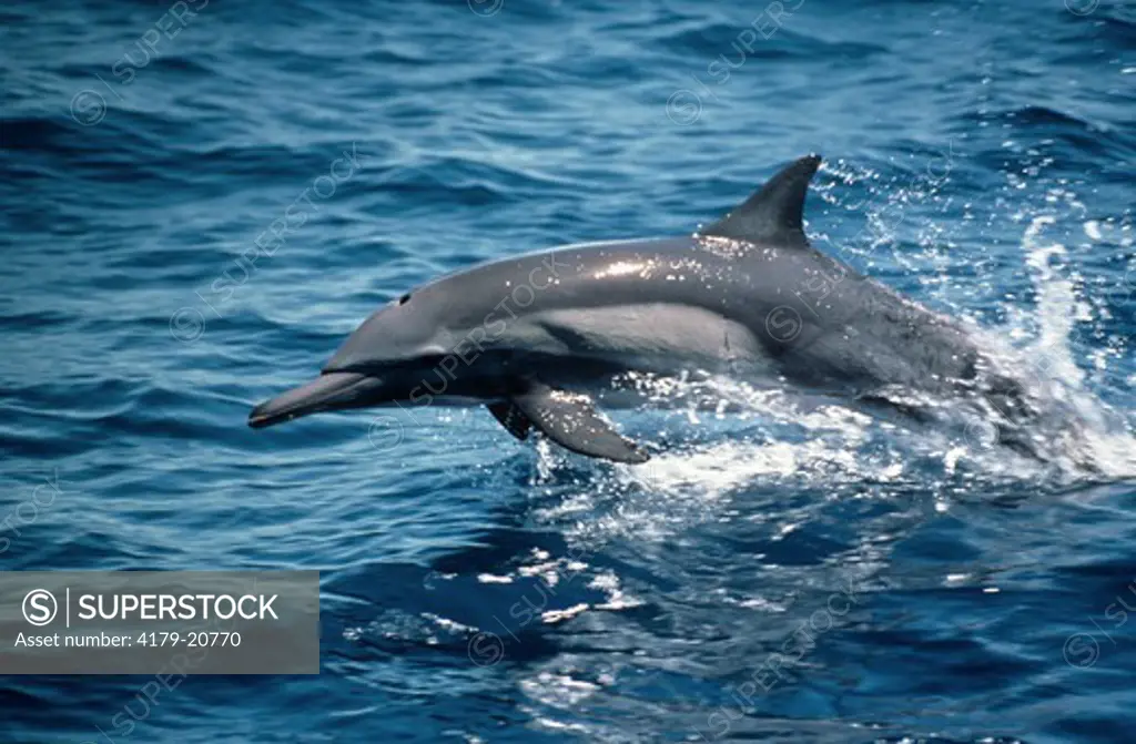Common Dolphin (Delphinus delphis) moving rapidly in Pacific Ocean - wild