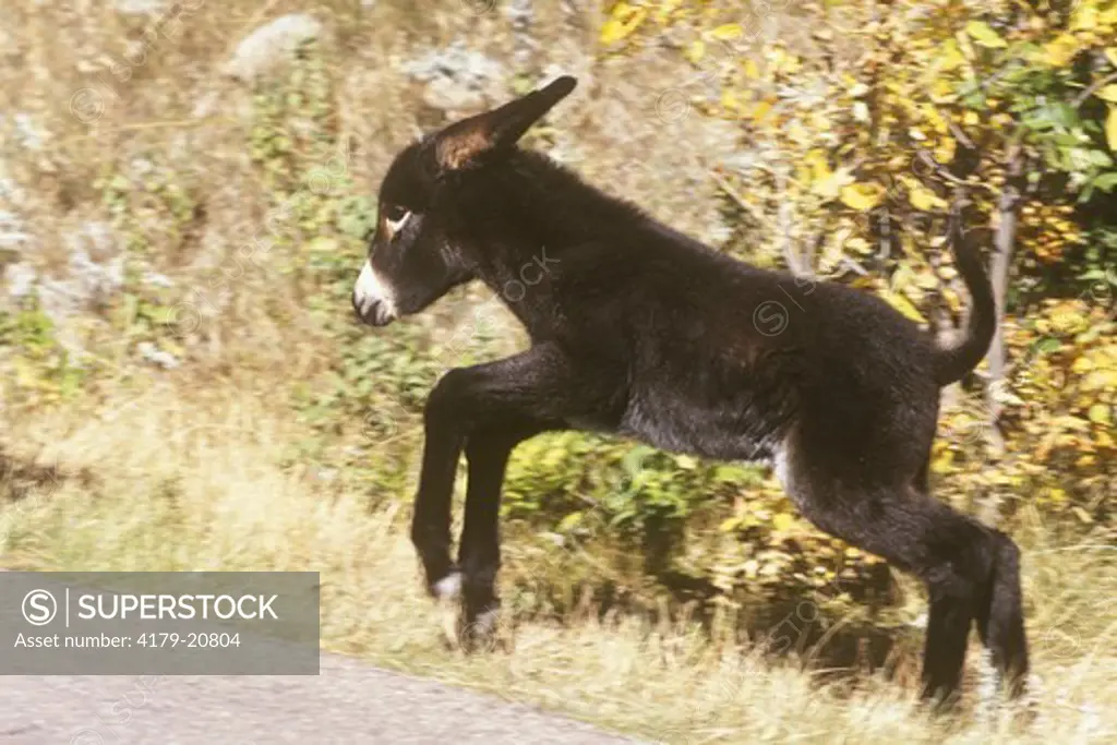 Wild Burro Young Running Custer State Park South Dakota