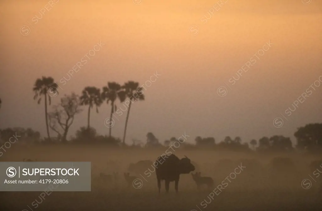 African Wild Dog w/ Buffalo (Lycaon pictus) - moody Okavango Delta - Botswana
