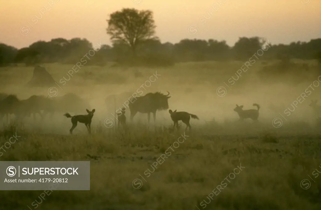 African Wild Dog Circling (Lycaon pictus) Wildebeest Okavango Delta - Botswana