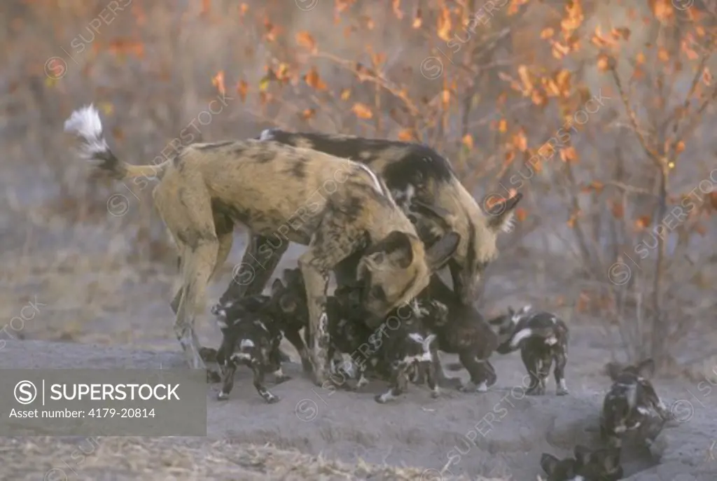 African Wild Dog s w/ Pups (Lycaon pictus) Okavango Delta - Botswana