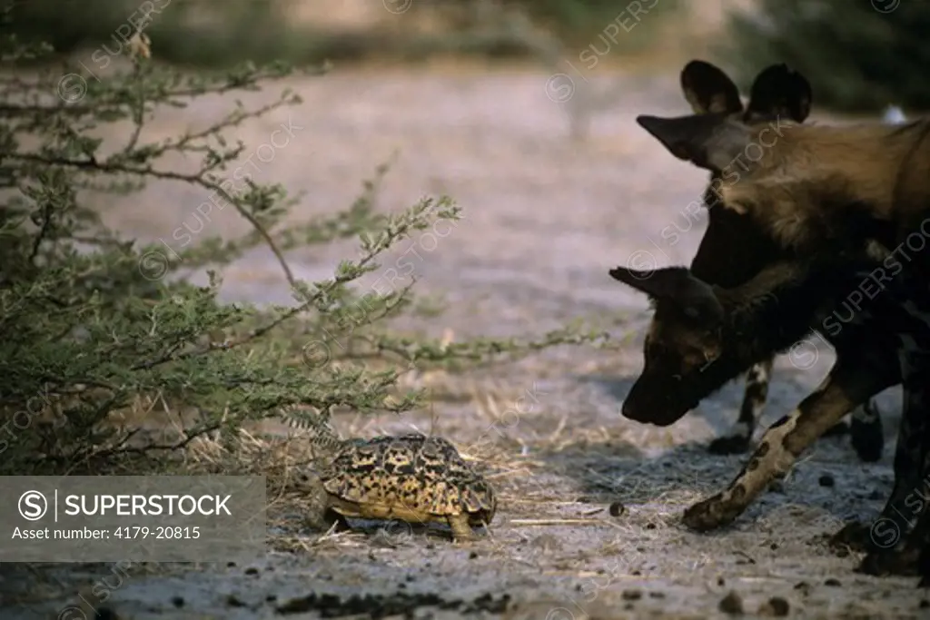 African Wild Dog (Lycaon pictus) pups sniffing tortoise, Okavango Delta,  Botswana