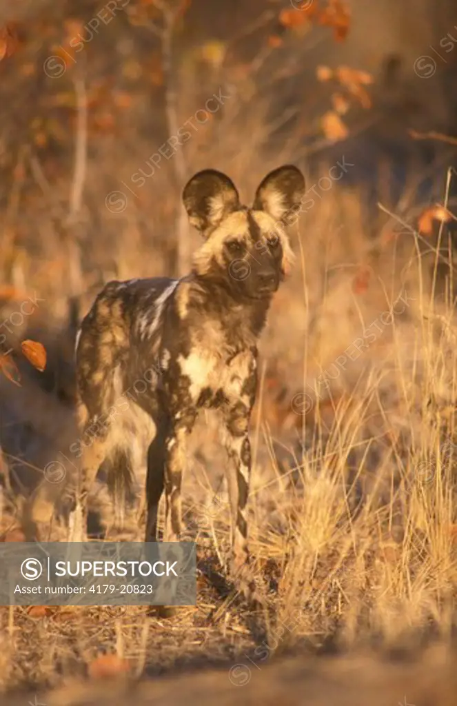 African Wild Dog (Lycaon pictus) Okavango Delta - Botswana