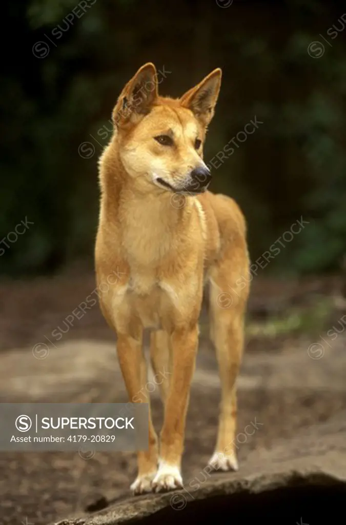 Dingo (Canis familiaris dingo) Queensland - Australia