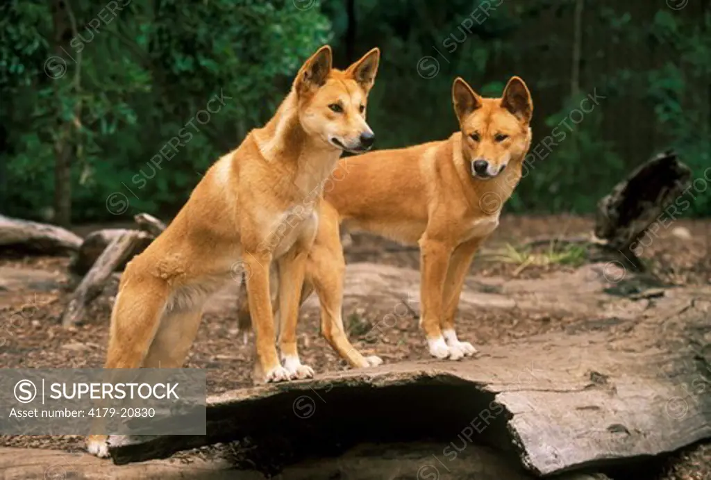 Dingo Pair (Canis familiaris dingo) Queensland - Australia