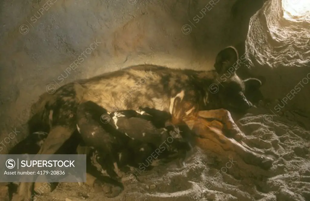 African Wild Dog in Den with Pups (Lycaon pictus), Lion & Rhino Park, RSA