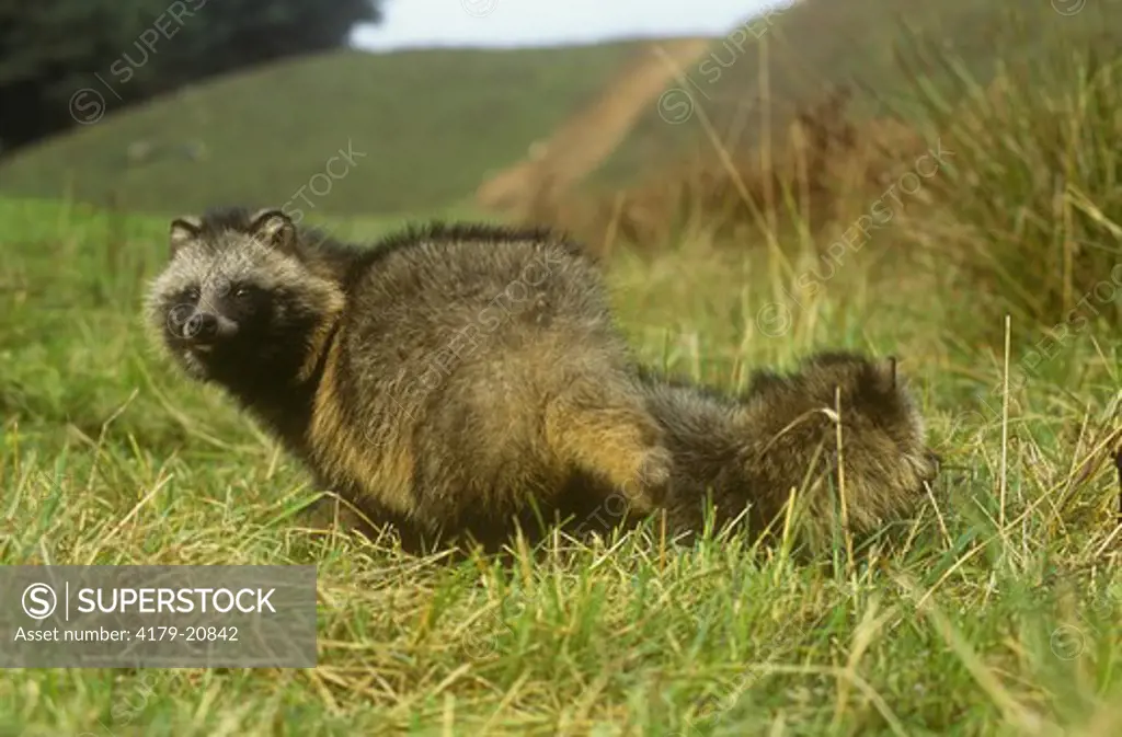 Raccoon Dog (Nyctereutes procyonoides), Lithuania