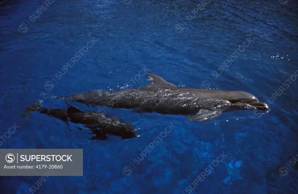 Bottle-nosed Dolphin with Young