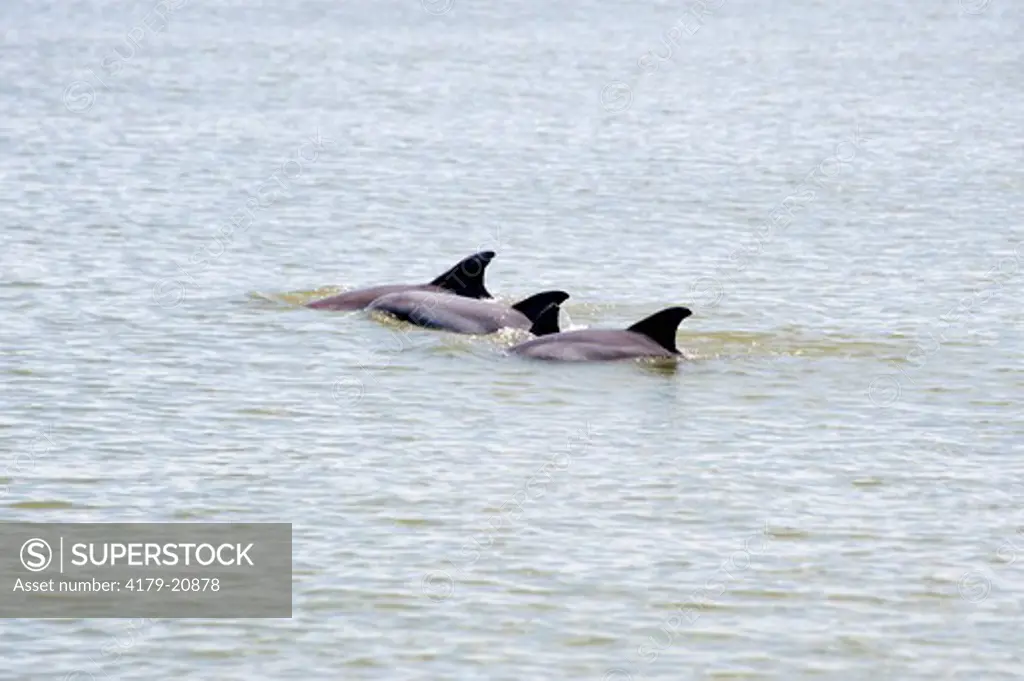 Three Atlantic Bottle-nosed Dolphin swim near the Mississippi Delta and near the Deepwater Horizon oil spill disaster (Tursiops truncatus) Mississippi Delta, LA, May 6, 2010