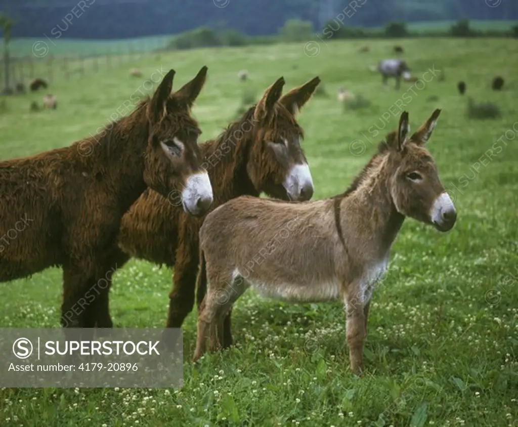 Donkey and 2 Poitou Donkeys