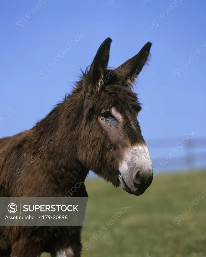 Poitou Donkey