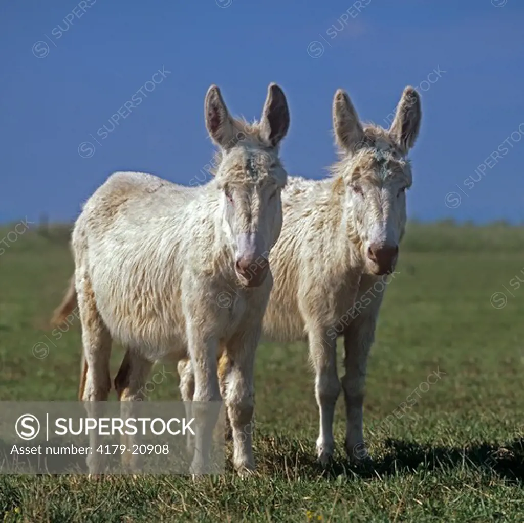 Two Hungarian White Donkeys, albinotic Breed, Austria-Hungary, Lake Neusiedl National Park Austria