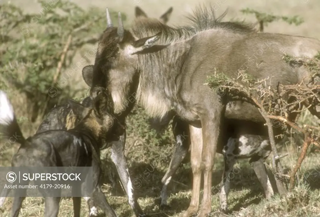 African Wild Dogs (Lycaon pictus) Making Gnu Calf Kill Masai Mara, Kenya