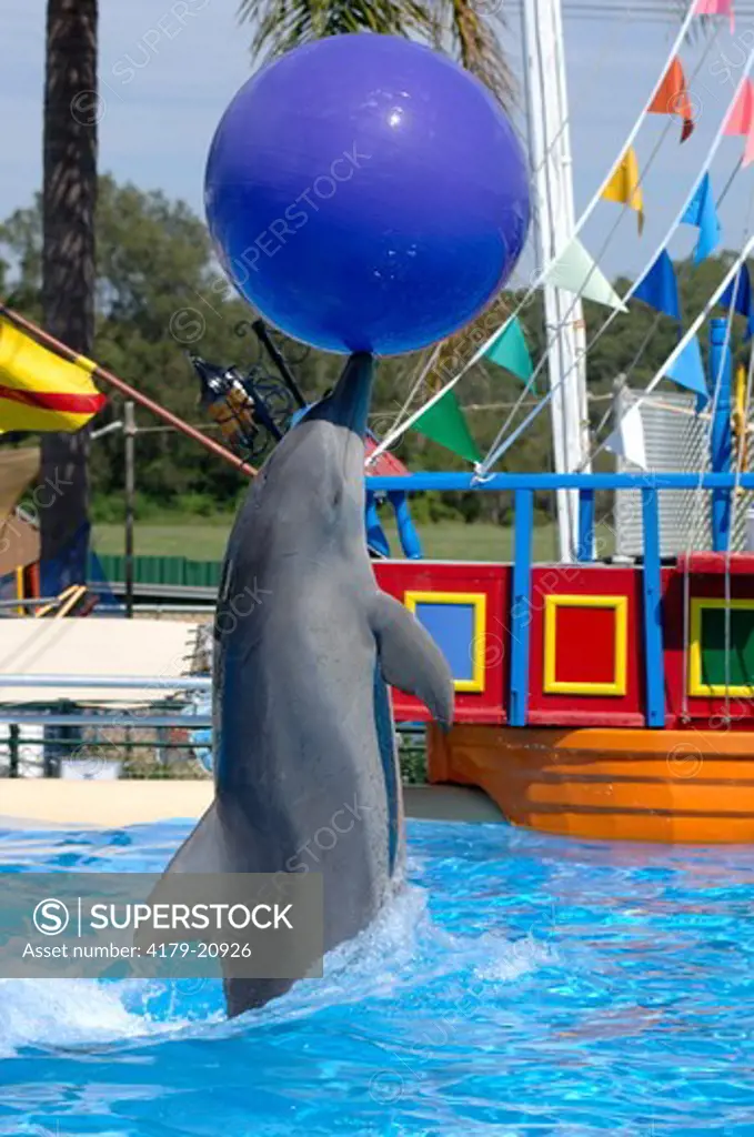 Indo-Pacific Bottlenose Dolphin balancing ball, Pet Porpoise Pool, Coffs Harbour, New South Wales, Australia, Marine mammal rescue center and show place, April, Interactive marine mammal show, rescued and captive-born animals only, note scars from being c