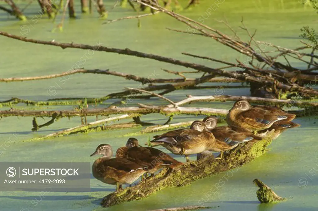 Wood Duck Fledglings (Aix sponsa), late August, Theodore Wirth Park, Minnesota