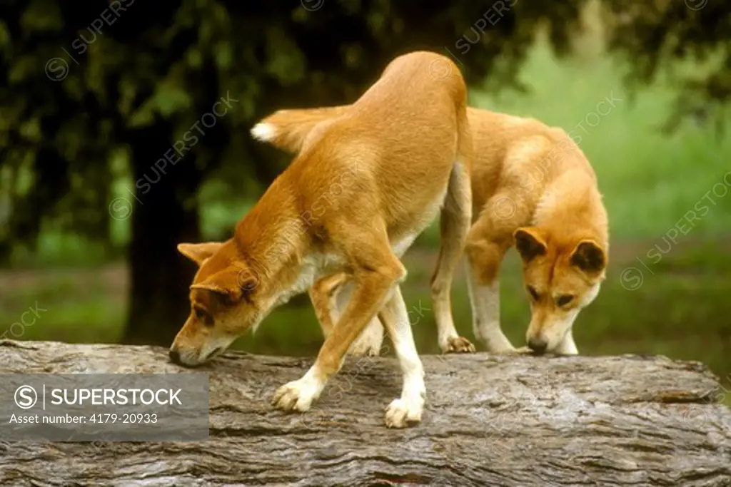 Australian Pure Dingo (Canis familiaris dingo) Australia
