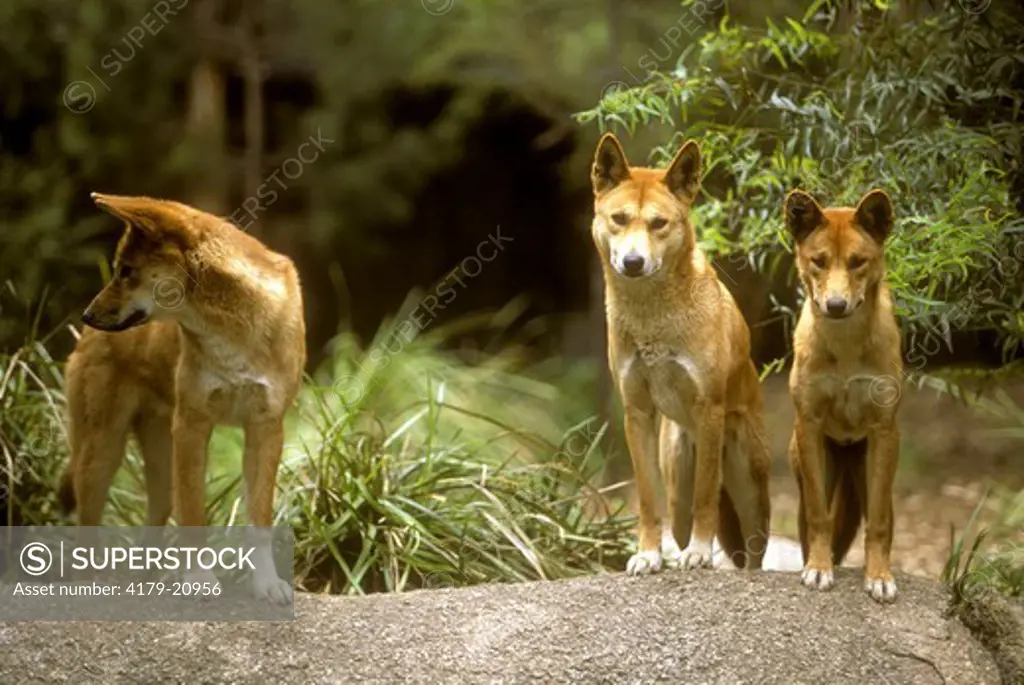 Three Dingos (Canis familiaris dingo), Australia