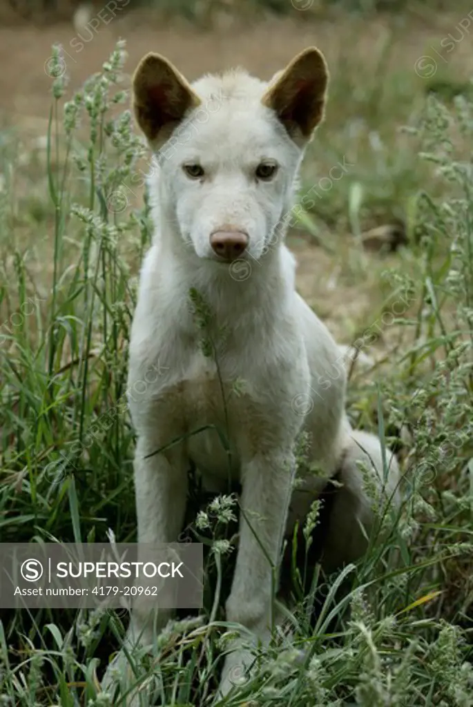 Dingo Puppy (Canis familiaris dingo), Australia