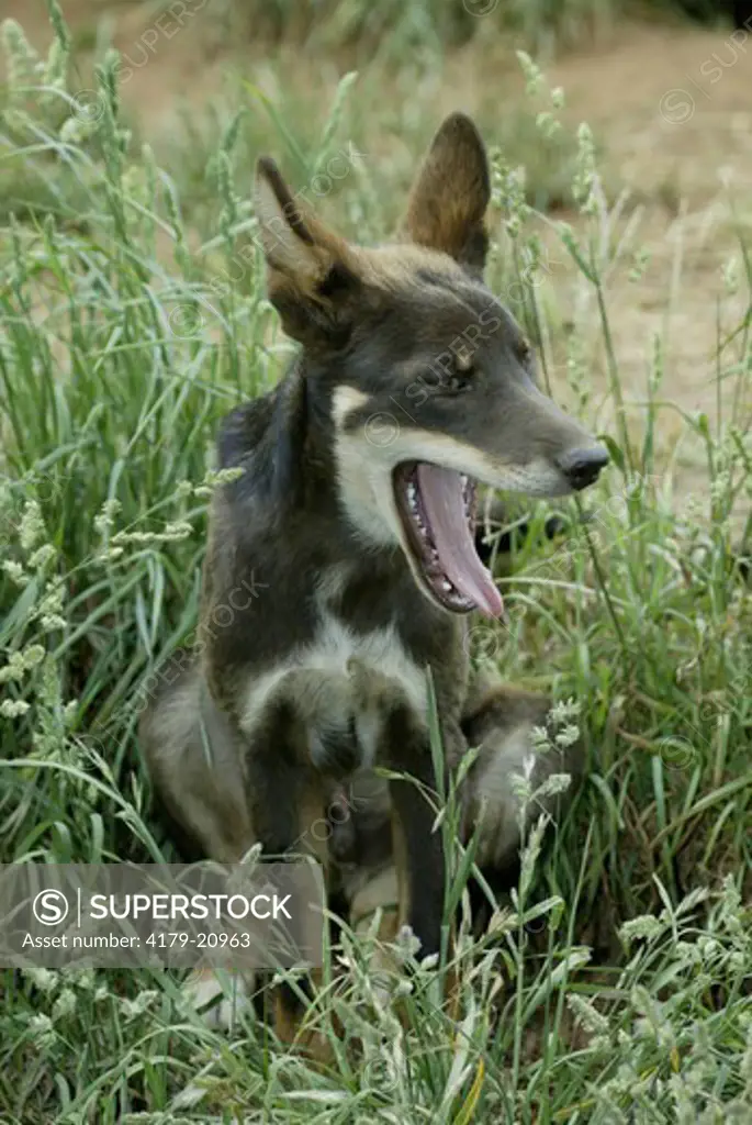 Dingo Puppy yawning (Canis familiaris dingo), Australia
