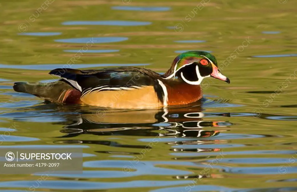 Wood Duck (Aix sponsa) San Diego County, California, USA