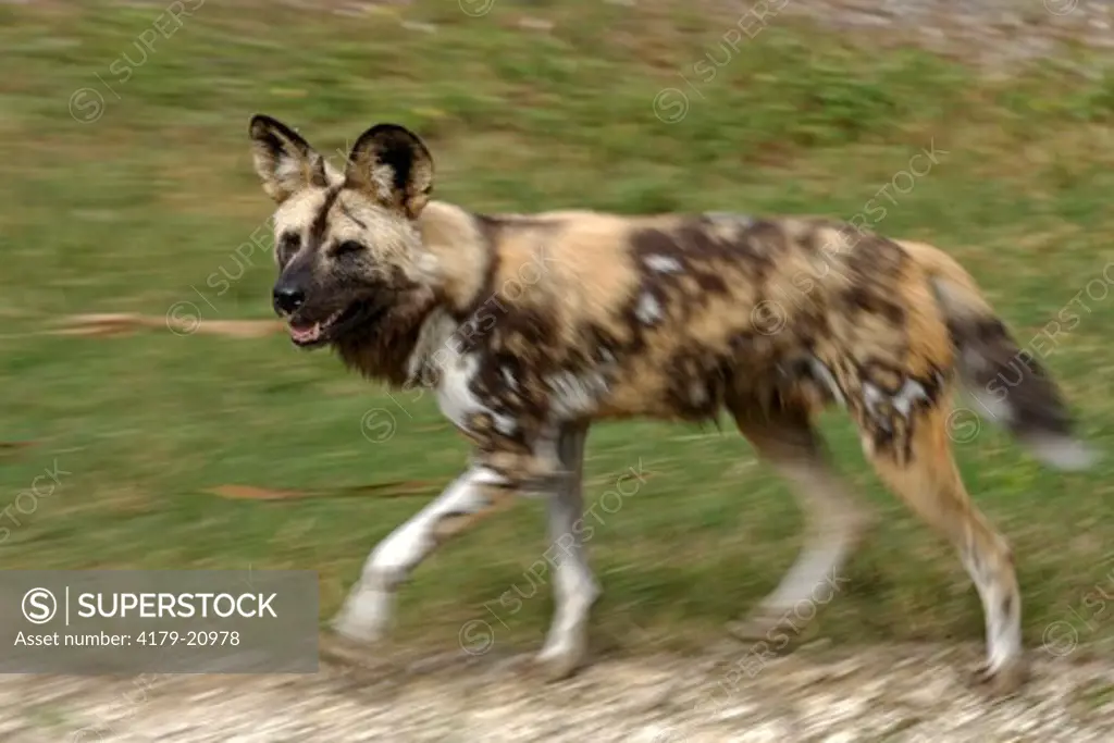African Wild Dog (Lycaon pictus) adult running, Africa