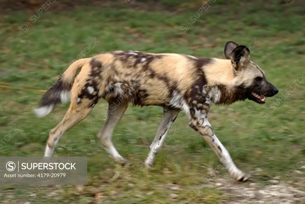 African Wild Dog (Lycaon pictus) adult,  Africa