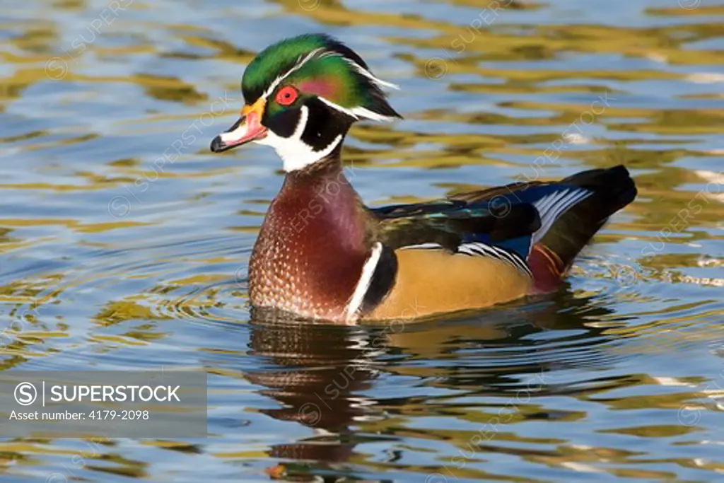 Wood Duck (Aix sponsa) San Diego County, California USA