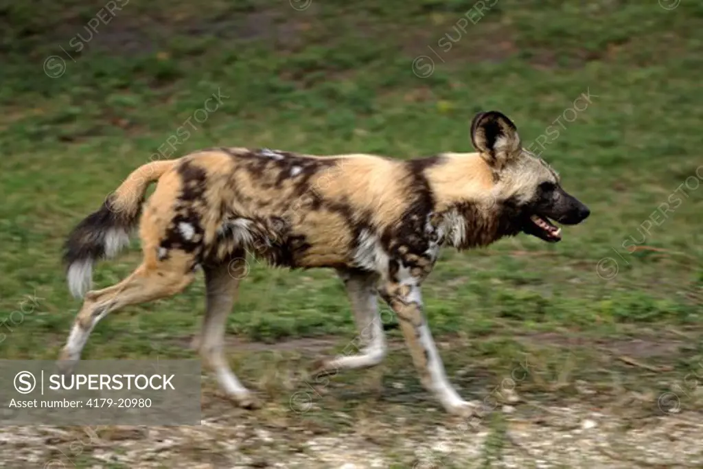 African Wild Dog (Lycaon pictus) adult running, Africa