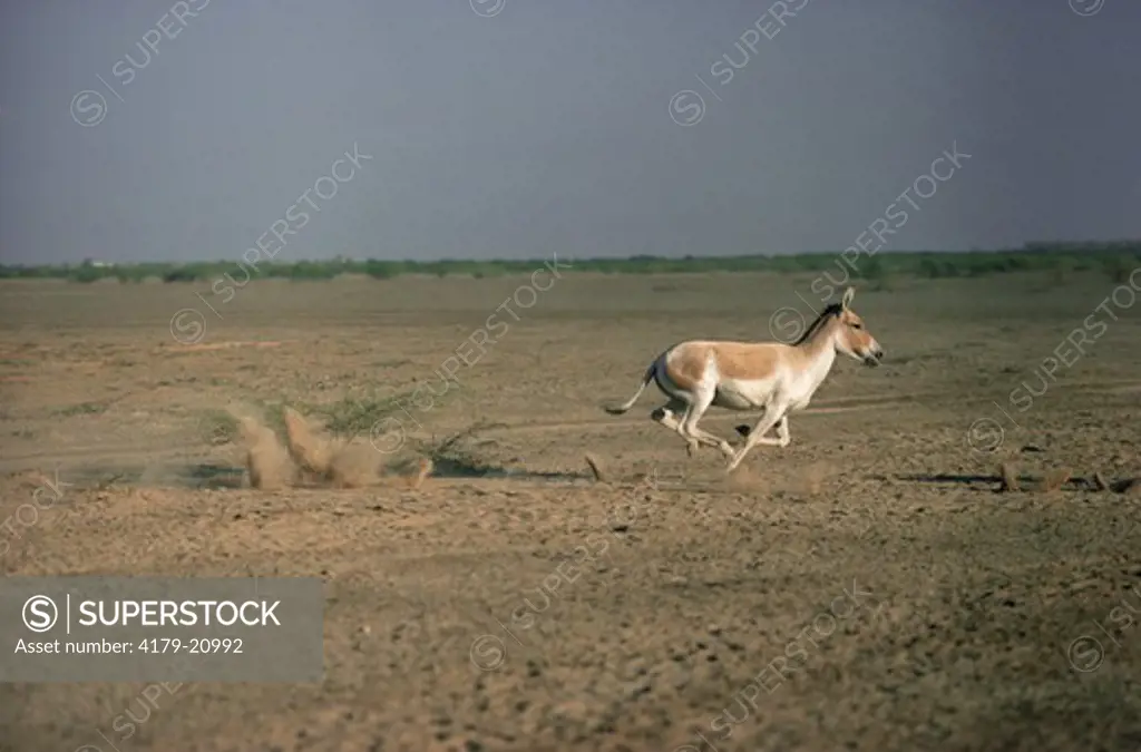 Khur / Indian wild ass running across saltpan (Equus hemionus khur) Little Rann of Kutch Wild Ass Sanctuary, Gujarat, India