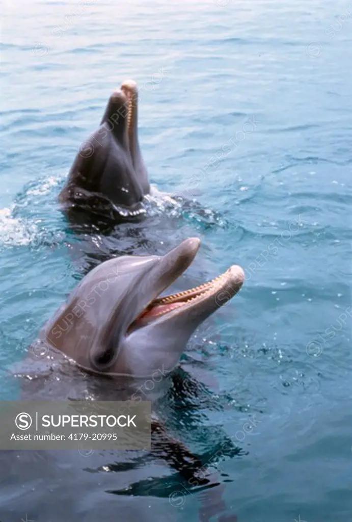 Bottlenose Dolphins (Tursiops truncatus) Roatan Island, Honduras C.A.