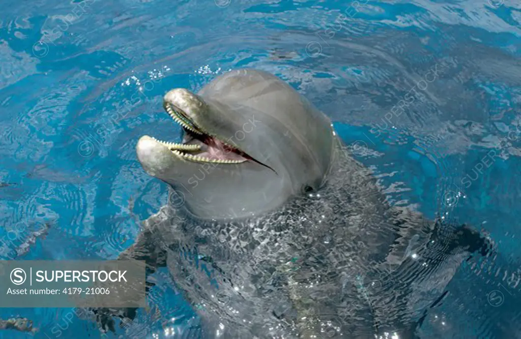 Bottlenose Dolphins Roatan, Honduras