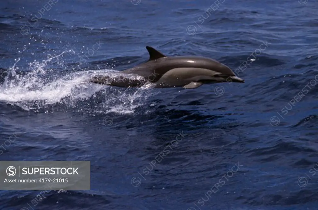 Common Dolphin leaping (Delphinus delphis) Guadalupe Island, Mexico