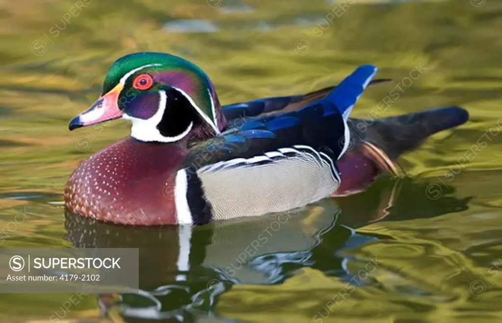 Male Wood Duck (Aix sponsa), San Diego County, California, USA