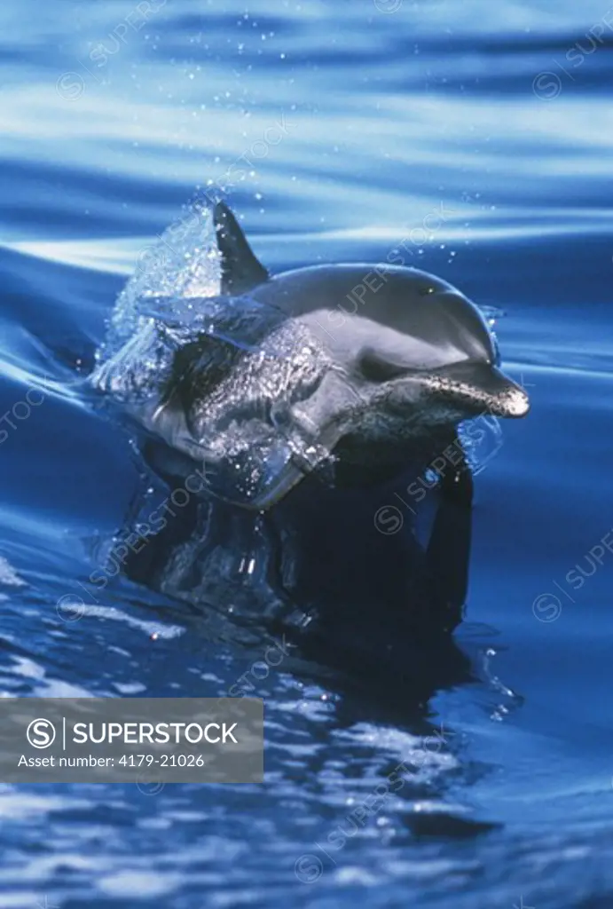 Spotted Dolphin (Stenella) Hawaii
