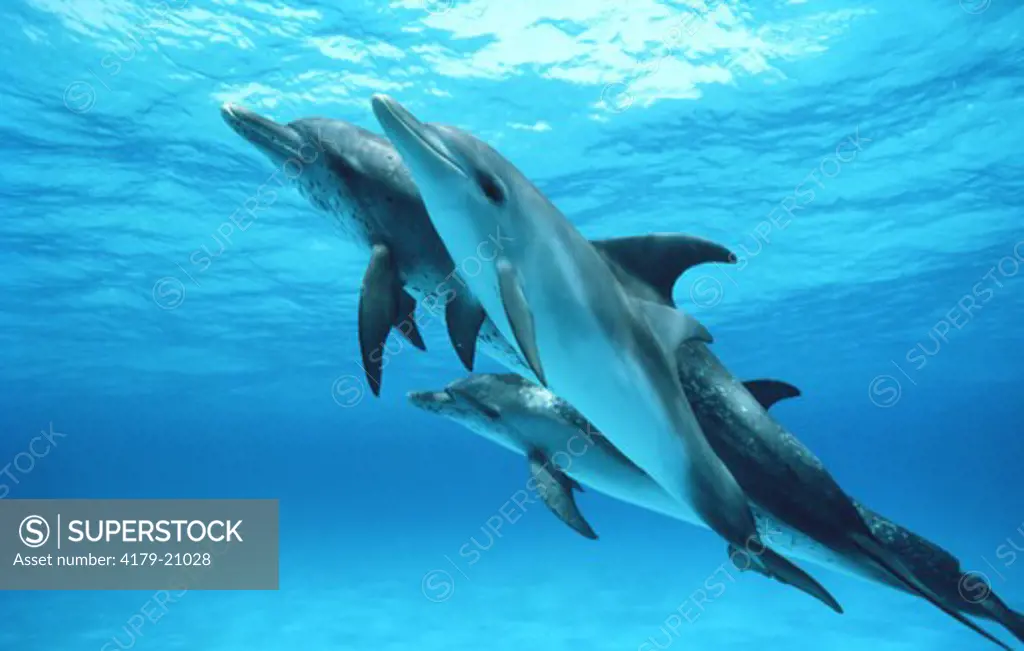 Spotted Dolphins (Atlantic) (Stenella), Little Bahama Bank
