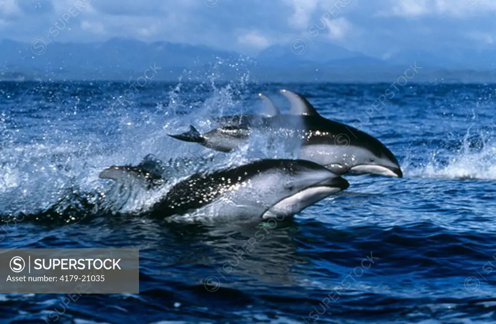Pacific White-sided Dolphins (Lagenorhynchus obliquidens) Vancouver Isl., Canada