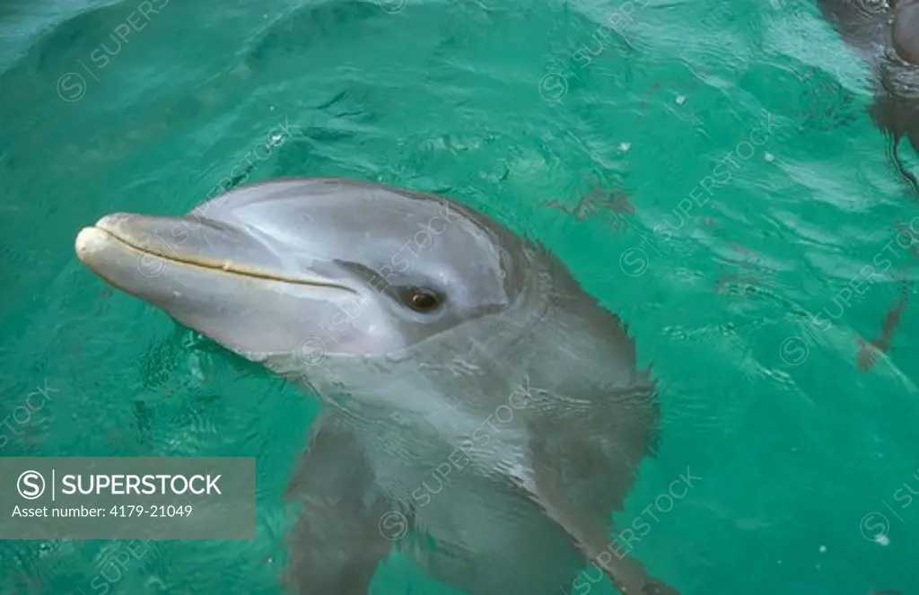 Bottlenose Dolphin, Head (Tursiops truncatus) Honduras, Central America