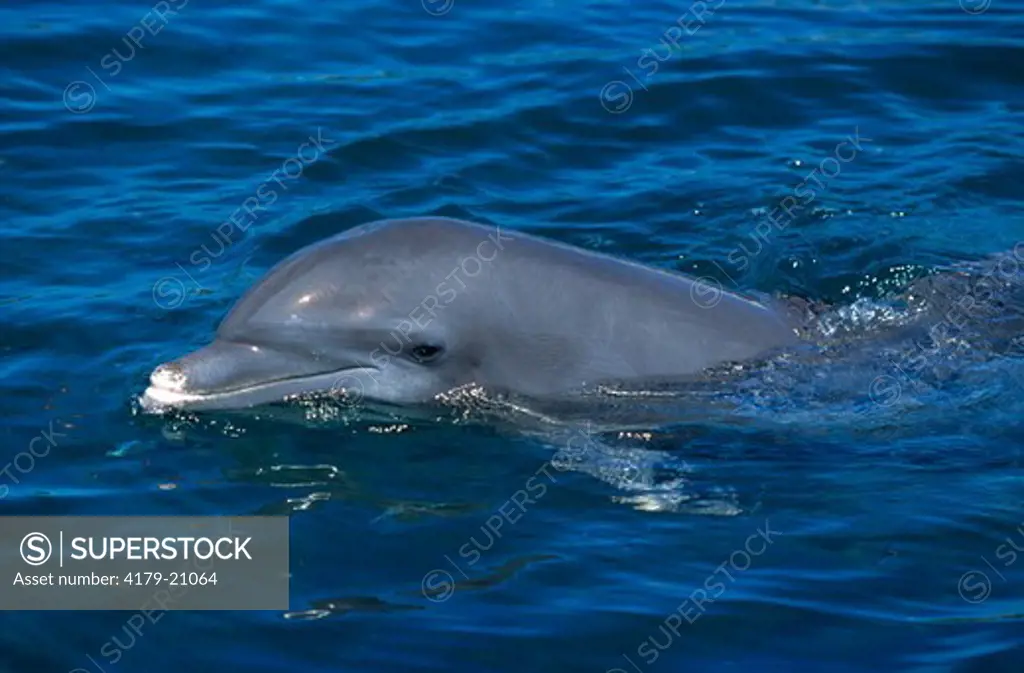 Bottlenose Dolphin (Tursiops truncatus) Roatan, Honduras,  Central America