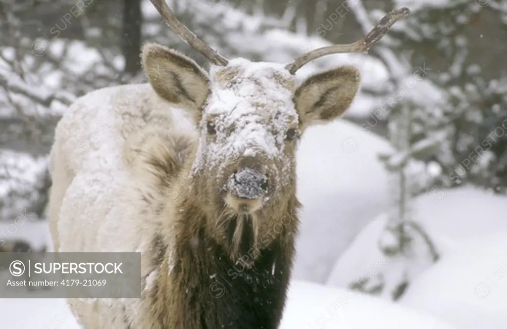 Elk/ Cervus elaphus or canadensis, Yellowstone/USA/winter