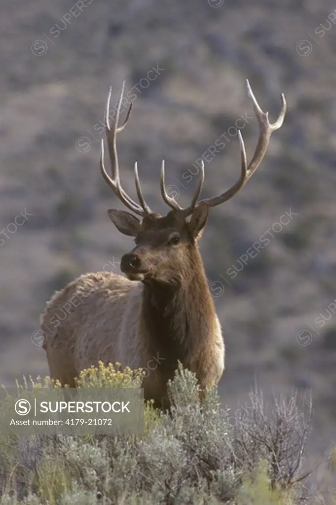 Elk Bull in Sagebrush (Cervus elaphus) Yellowstone NP Wyoming
