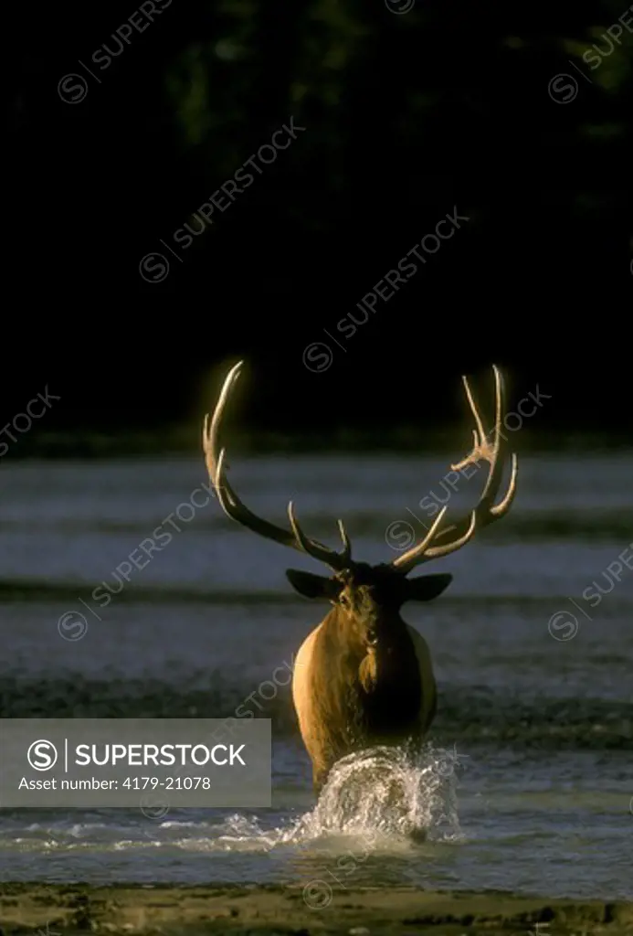 Elk (Cervus elaphus) bull walking in river Jasper NP, Alberta, Canada