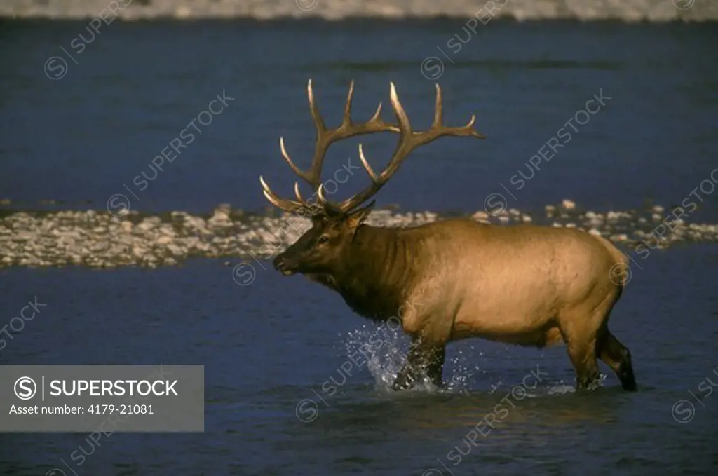 Elk (Cervus elaphus) bull walking in a shallow river. Jasper NP, Alberta, Canada