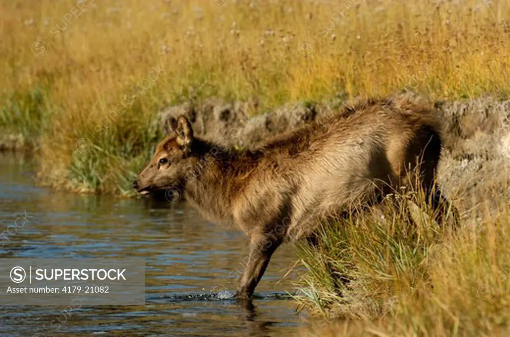 Rocky Mountain Elk (Cervus elaphus)  Jasper N.P. Alberta Canada water