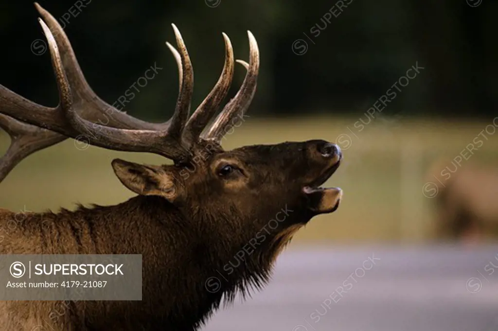 Elk (Cervus elaphus) bugling bull, Jasper NP, Alberta, Canada