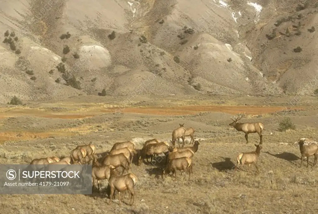 Bull Elk with Harem (Cervus elaphus), Yellowstone NP, WY