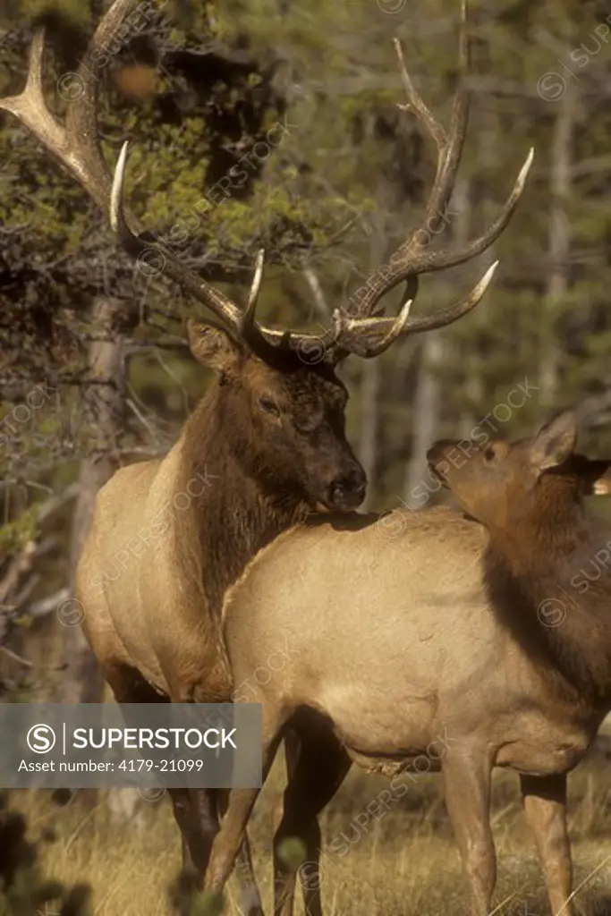 Bull Elk approaching Cow to mate (Cervus elaphus), Yellowstone NP, WY