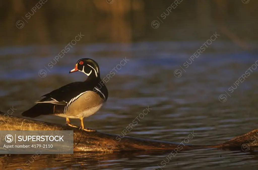 Wood Duck male in wetland (Aix sponsa) Illinois