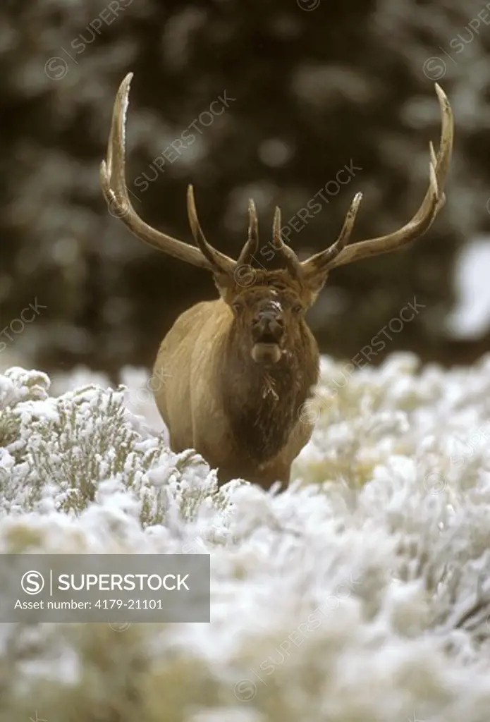 Bugling Bull Elk in Snow (Cervus elaphus), Yellowstone NP, WY