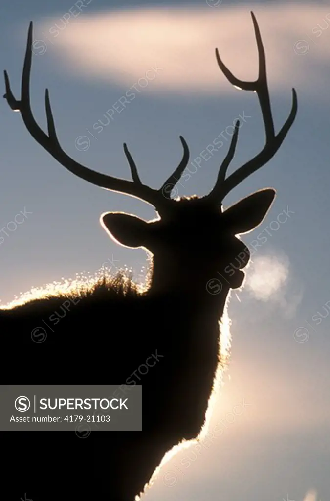 Elk (Cervus elephas), backlit Bull, Yellowstone NP, WY