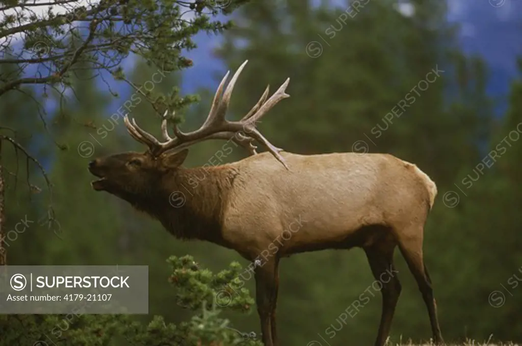 Bugling Bull Elk (Cervus elaphus), Jasper NP, Alberta, Canada